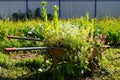 Vintage wheelbarrow planter with trailing plants on a lawn in a country garden.