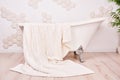 Vintage white bath tube. interior of the bathroom Royalty Free Stock Photo