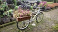 Vintage white bicycle with baskets of flowers at the garden. White bicycle flower planter. Garden decoration Royalty Free Stock Photo