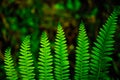 Fern leaves in the forest in summer time