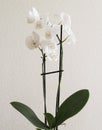 Vintage white orchids. Retro white orchids Royalty Free Stock Photo