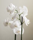 Vintage white orchids. Retro white orchids Royalty Free Stock Photo