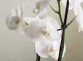 Vintage white orchids. Retro white orchids Royalty Free Stock Photo