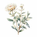 Vintage White Proteo Plant: Delicate Watercolor Illustration Of Australian Motifs