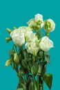 Vintage white showy prairie gentian bouquet macro, aqua mint background, still life of blooms