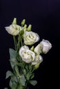 Vintage white showy prairie gentian bouquet macro on black background
