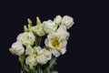 Vintage white showy prairie gentian bouquet macro