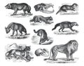 Vintage wildlife collection with canis lupus, hyaena crocuta, lion, canis vulpes, viverra civetta, felis catus. wild animals. illu