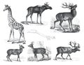 Vintage wildlife collection with giraffe, moschus moschiferus, cervus capreolus, deer, moose, wild animals. illustration of wildli