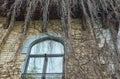 Vintage window framed with dry ivy plant Royalty Free Stock Photo