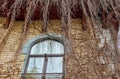 Vintage window framed with dry ivy plant Royalty Free Stock Photo