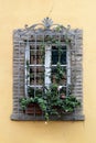 Vintage window with iron grate decorated with fresh Dipladenia Mandevilla flowers