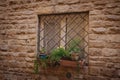 Vintage window with iron grate decorated with fresh flowers on stone wall in Florence, Italy Royalty Free Stock Photo