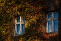 Vintage windows overgrown with colorful autumn ivy with golden light