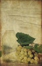 Vintage Wine bottle with grappes Royalty Free Stock Photo