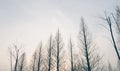 Vintage Winter treetops and sunset Royalty Free Stock Photo