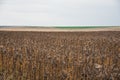 Vintage withered sunflowers in the field