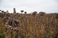 Vintage withered sunflowers in the field