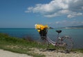 Vintage woman's bicycle with flowers on seaside on sunny sprin