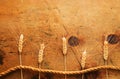 Vintage wood table with spikelets of wheat and rope