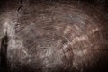 Vintage wood texture cross section of tree trunk Royalty Free Stock Photo