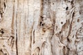 Vintage wood wall texture with nature cracked patterns light brown background Royalty Free Stock Photo