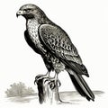 Vintage Woodcut Engraving Of Hawk: Dark Academia Halloween Clipart