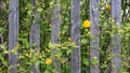 Spring scene with vintage planks and yellow blooms. Kerria japonica - cultivar Pleniflora Royalty Free Stock Photo