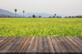 Vintage wooden floor with morning time and rice field background Royalty Free Stock Photo