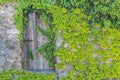 Vintage wooden gate with rustic metal hinges in an old stone wall coverd in green vines Royalty Free Stock Photo