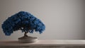 Vintage wooden table shelf with pebble and potted bloom bonsai, blue leaves, flowers, white background with copy space, zen