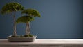 Vintage wooden table shelf with potted green bonsai, ceramic vase, blue navy colored background, mock-up with copy space, zen