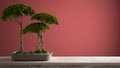 Vintage wooden table shelf with potted green bonsai, ceramic vase, red colored background, mock-up with copy space, zen concept