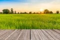 Vintage wooden texture with rice field in the morning Royalty Free Stock Photo