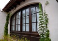 Vintage wooden window with Echium simplex or White Tower of Jewells plant in the forefround