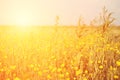 Vintage yellow flower field Royalty Free Stock Photo