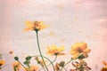 Vintage yellow Flowers on old paper Royalty Free Stock Photo