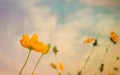 Vintage yellow Flowers on old paper Royalty Free Stock Photo