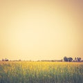 Vintage Yellow Hemp Field Background Royalty Free Stock Photo