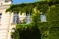 Vintage yellow house covered with ivy.Green ivy plant climbing brick wall Royalty Free Stock Photo