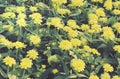 Vintage Yellow Zinnia Flower Field Royalty Free Stock Photo