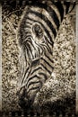 Vintage zebra. Royalty Free Stock Photo