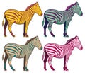 Vintage Zebra collection - retro color vector set Royalty Free Stock Photo