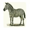 Vintage Zebra Illustration: Realistic Form, Screen Printing, Historical Reproduction Royalty Free Stock Photo