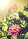 Vintage zinnia flower, background. Royalty Free Stock Photo