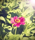 Vintage zinnia flower background. Royalty Free Stock Photo