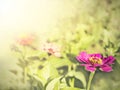 Vintage zinnia flower background. Royalty Free Stock Photo