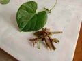 giloy leaf or Tinospora cordifolia leave herbal medicine Royalty Free Stock Photo