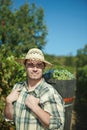 Vintager harvesting grapes Royalty Free Stock Photo