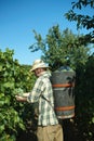 Vintager harvesting grapes Royalty Free Stock Photo